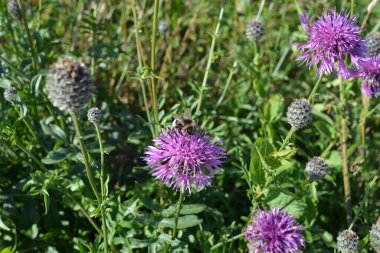Arı, Centaurea scabiosa olarak da bilinen daha büyük bir knapweed çiçeğinden polen topluyor.