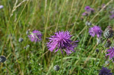 Daha büyük Knapweed çiçeği, Centaurea scabiosa olarak da bilinir.