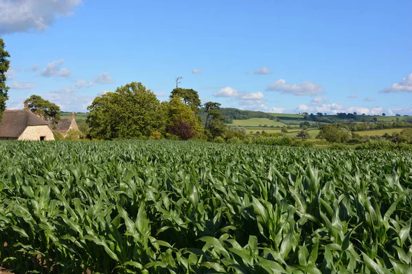 Cornfield Bâtiments Ferme Champs Verts Dans Beau Paysage Estival Sherborne — Photo