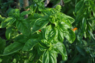 Basil, Ocimum Basilicum olarak da bilinir, açık havada yetişir.
