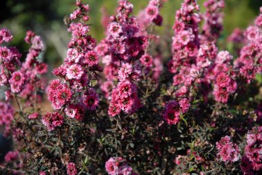 Leptospermum scoparium, yaygın olarak manuka, manuka myrtle, Yeni Zelanda memeleri, süpürge çay ağacı ya da sadece çay ağacı olarak adlandırılır.