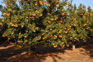Clementine portakal bahçesi olgunlaşmış meyvelerle dolu, hasat için hazır.