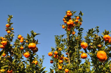 Çeltik portakal ağacı olgunlaşmış meyvelerle dolu Mavi gökyüzüne karşı hasat için hazır
