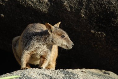 Müttefik Rock Wallaby, Petrogale asistanları, Magnetic Island, Queensland, Avustralya 'da vahşi doğada.. 