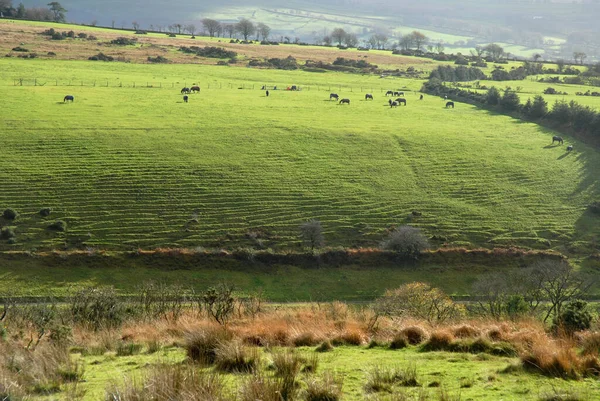 Landschap Met Paarden Grazend Heuvel Herfst Laat Middag Licht Devon — Stockfoto
