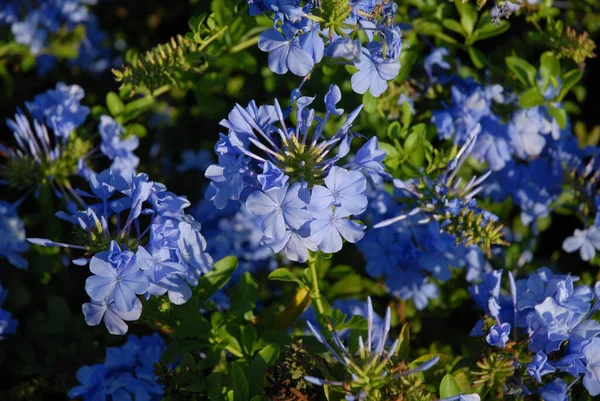 Bunga Biru Kental Dari Plumbago Auriculata Juga Dikenal Sebagai Cape — Stok Foto