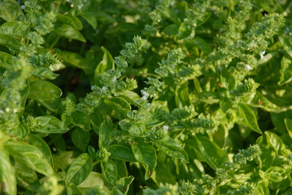 Bazalka Květu Také Známý Jako Ocimum Basilicum Kulinářské Byliny — Stock fotografie