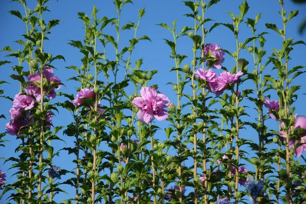 Hibiscus Syriacus Lavendel Chiffong Även Känd Som Rose Sharon Med — Stockfoto