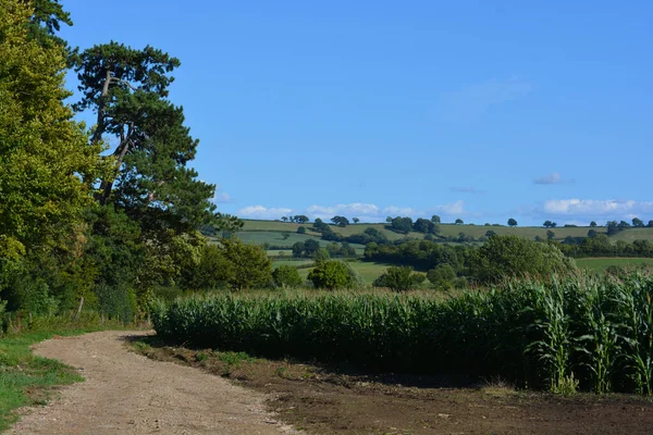 Piste Paysage Rural Avec Champ Maïs Sherborne Dorset Angleterre — Photo