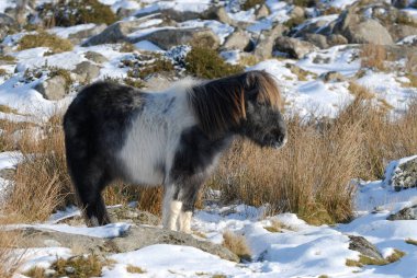 Dartmoor midillisi güneşli kış gününde karda duruyor, Dartmoor Ulusal Parkı, Devon, İngiltere
