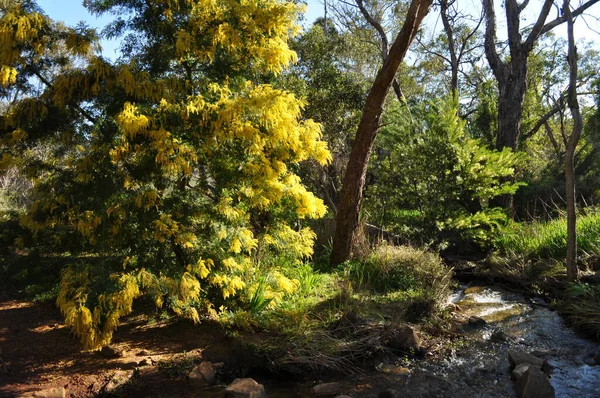 Çiçekteki çıngıraklı yılan, Whistlepipe Gully Walk, Mundy Regional Park, Perth Hills, Batı Avustralya, Avustralya