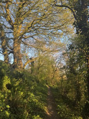 İlkbaharda, akşam ışığında, Doğu Chinnock yakınlarında, Somerset, İngiltere 'de güzel ağaçların oluşturduğu dar bir patika.