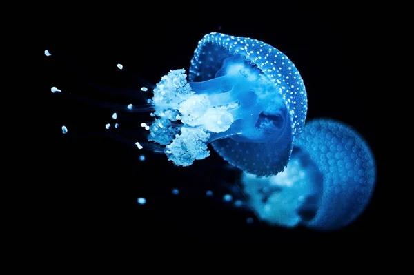 Jelly Fishes Swimming Black Waters — Stock Photo, Image