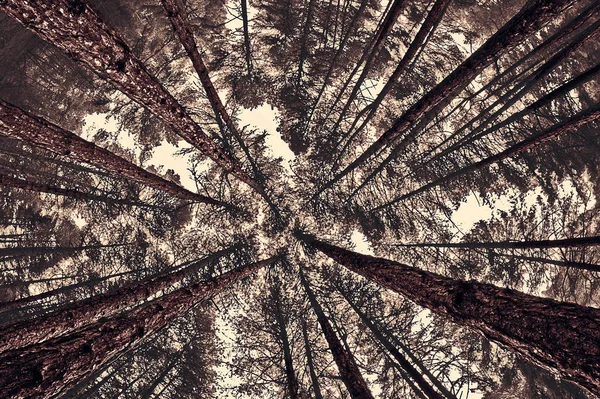 Alberi Dal Suolo Cielo Colore Seppia — Foto Stock