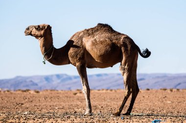 Dromedary çölde dinleniyor.
