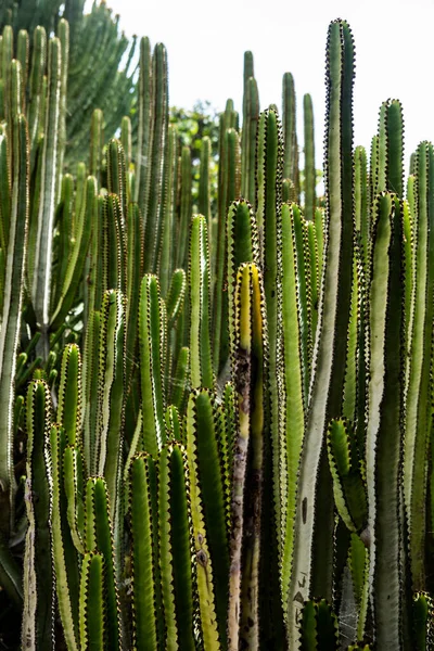 Kaktusz Kert Kanári Szigeteken — Stock Fotó