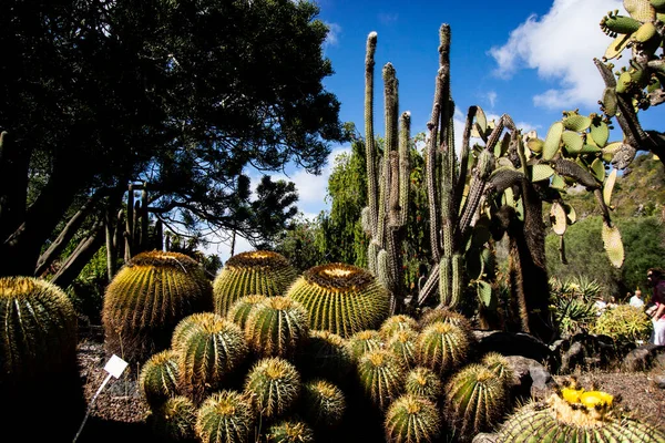 Kaktusz Kert Kanári Szigeteken — Stock Fotó