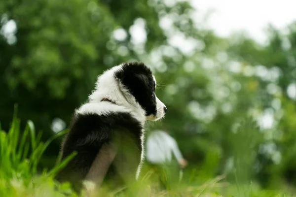 Zwart Wit Mooie Puppy Hebben Plezier — Stockfoto