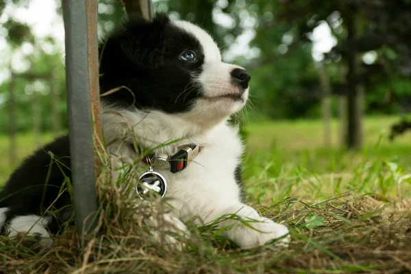 Preto Branco Adorável Filhote Cachorro Ter Diversão — Fotografia de Stock