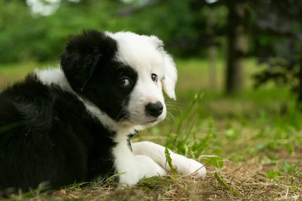 Negro Blanco Precioso Cachorro Tener Divertido — Foto de Stock