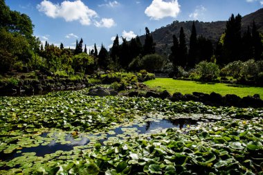 Kanarya Adaları 'ndaki doğal bir parkta zambaklar ve bitkiler