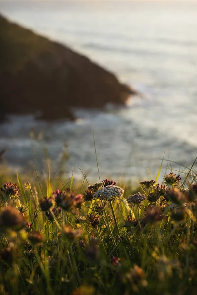 Пейзаж Квіткового Поля Вершині Пагорба Скеля Фоні Гарним Заходом Сонця — стокове фото