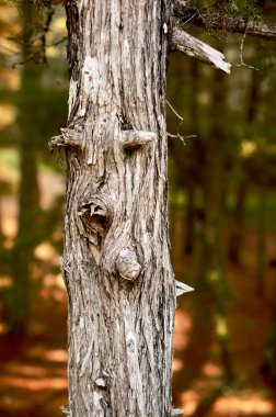 Ormanda eski bir ağaç gövdesi