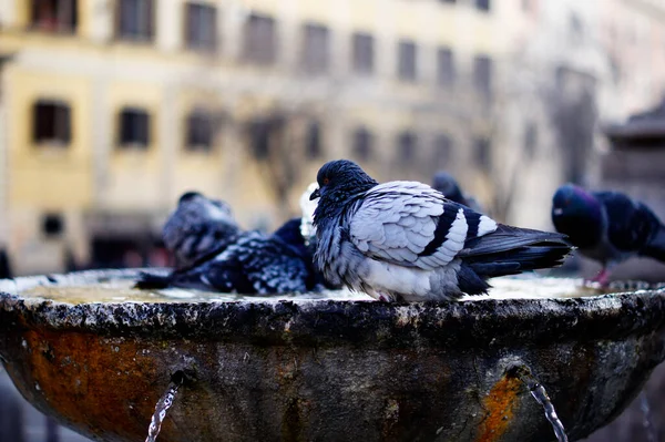 Some Pigeons Having Bath Water Source Rome — Stock Photo, Image