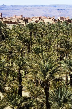 Fas 'ta çölde Palm Grove.