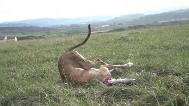 Greyhound Jugando Corriendo Descansando Una Colina Cerca Del Mar — Vídeo de stock