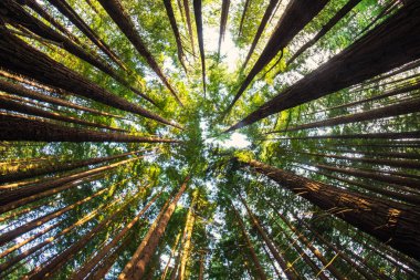 Sequoia ağaçları yerden göğe bakıyor.