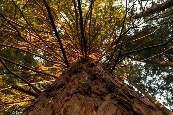 Vista Del Árbol Sequoia Desde Suelo Hasta Cielo — Foto de Stock