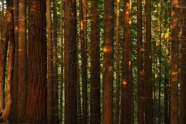 Vista Los Árboles Sequoia Parque Natural España — Foto de Stock