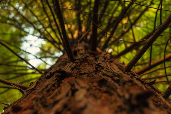 Vista Del Árbol Sequoia Desde Suelo Hasta Cielo — Foto de Stock