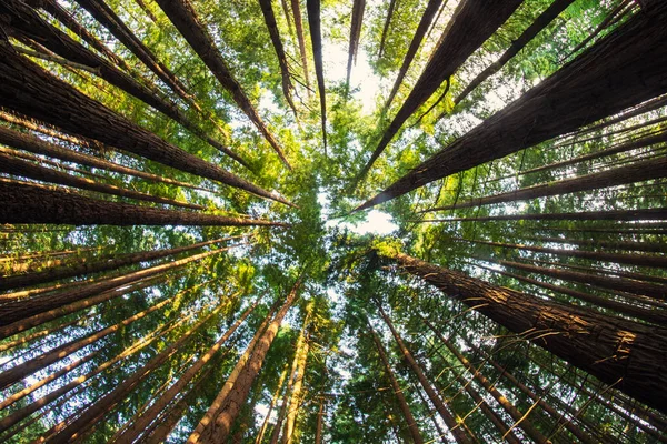 Árboles Sequoia Vista Desde Suelo Hasta Cielo — Foto de Stock