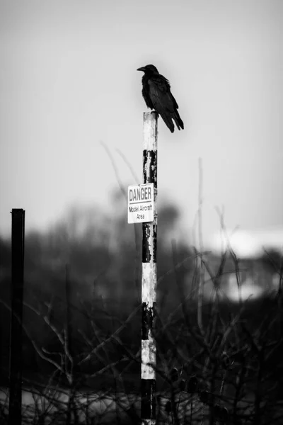 Black Crow Danger Warning Fence London Black White — Stock Photo, Image