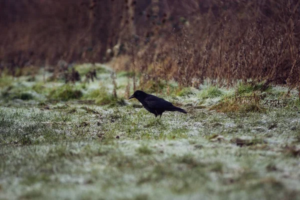 Zwarte Kraai Een Bevroren Grasveld Londen — Stockfoto