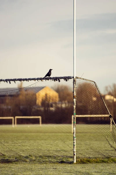 Black Crow Goal Frozen Football Field London — Stock Photo, Image