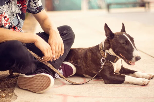 Young guy with his best friend (dog, bull terrier), having a good moment together