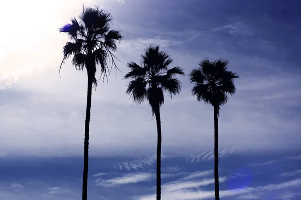 Три Пальмы Порядке Роста Голубом Небе Облаками — стоковое фото