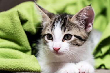 Beyaz yavru kedi yeşil bir battaniyenin üzerinde