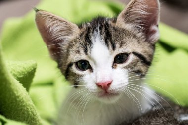 Beyaz yavru kedi yeşil bir battaniyenin üzerinde