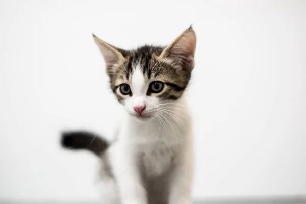 Gatito Bebé Blanco Sobre Fondo Blanco —  Fotos de Stock