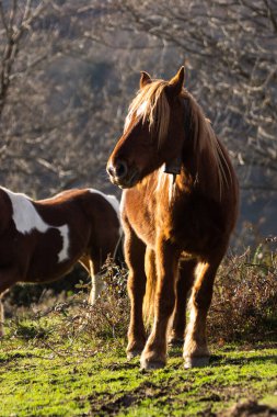 Atlar öğleden sonra ışığında dağda