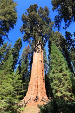 General Sherman ağacı. Sequoia Ulusal Parkı, Kaliforniya 'daki dünyanın en büyük ağacı..