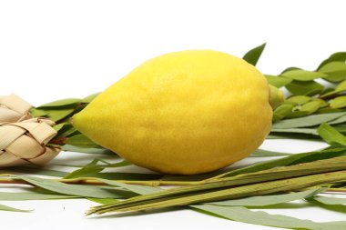 Etrog (sitron meyvesi), hadass (mersin dalları), Lulav (hurma ağacı dalı) ve Arava (söğüt) Yahudi bayramında kullanılır..