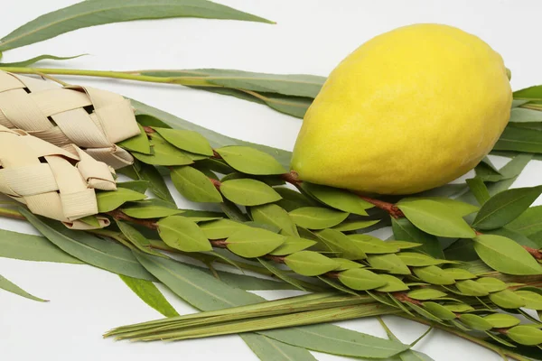 Etrog Zitronenfrucht Hadass Myrtenzweige Lulav Dattelpalmenzweig Und Arava Weide Verwendung Stockbild