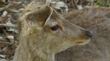Geyik yakın plan çekim yapıyor. 