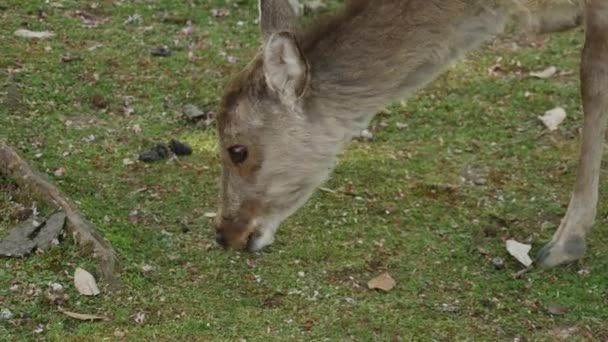 Des cerfs mangent de l'herbe dans le parc. Nature après COVID .