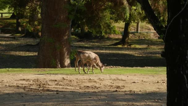 Des cerfs marchant dans la rue. Nature propre après COVID 